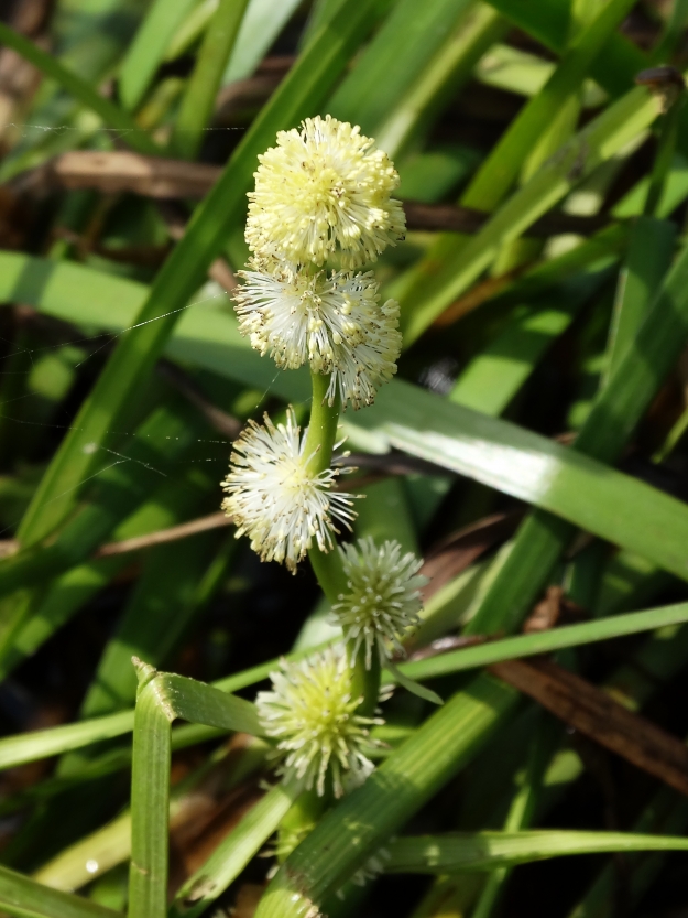 Image of Sparganium emersum specimen.