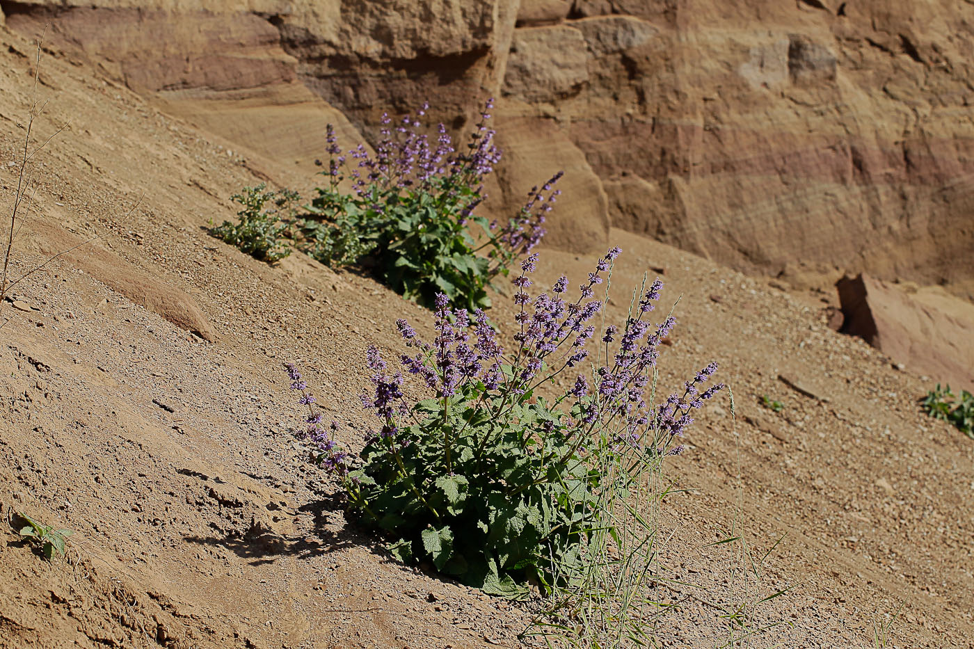 Изображение особи Salvia verticillata.