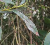 Salix elbursensis