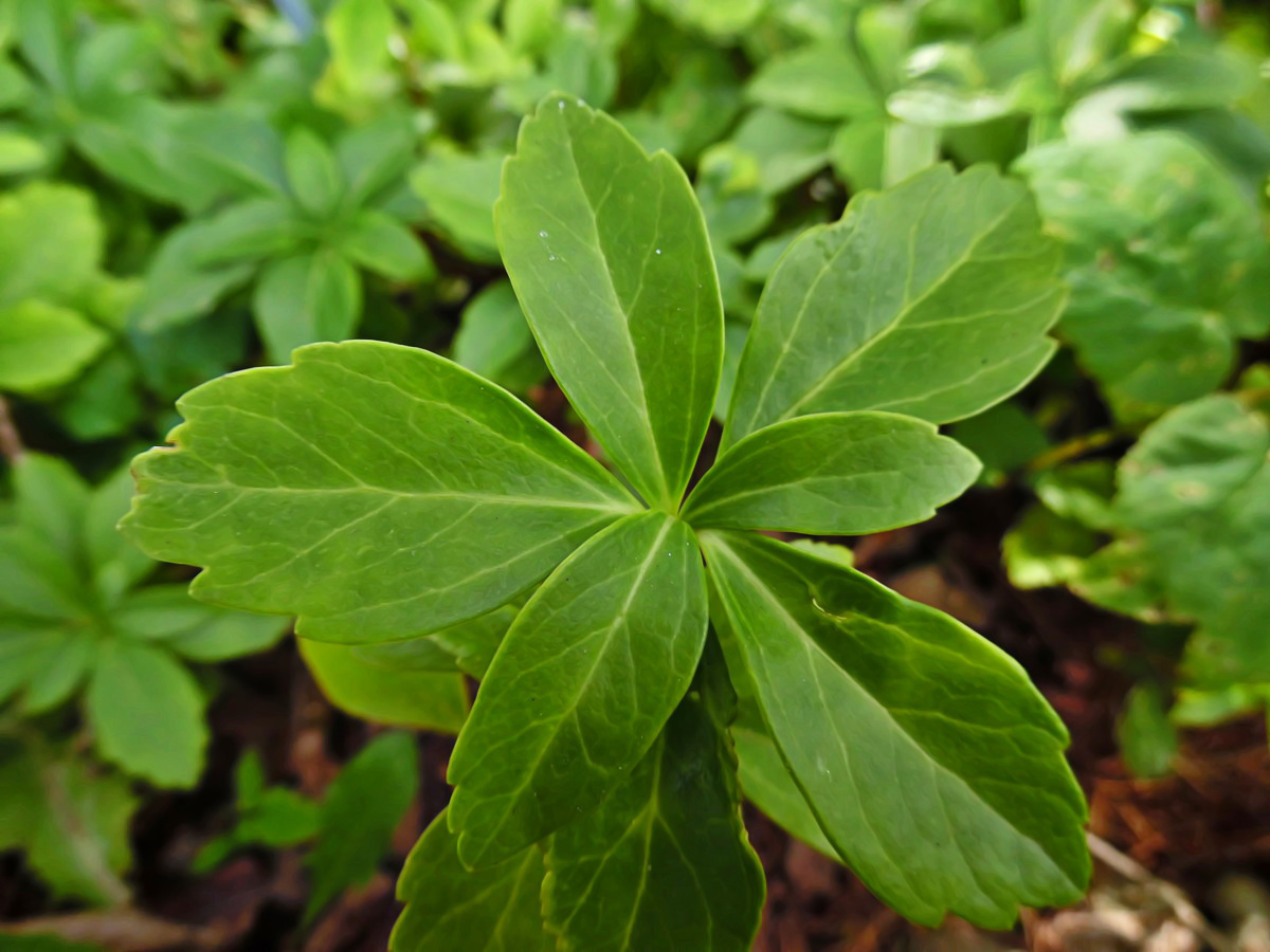 Изображение особи Pachysandra terminalis.