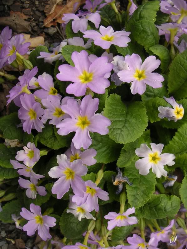 Image of Primula vulgaris specimen.