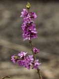 Daphne mezereum. Верхушка веточки цветущего растения. Тверская обл., Кимрский р-н, лес возле дамбы Иваньковского водохранилища. 26.04.2015.