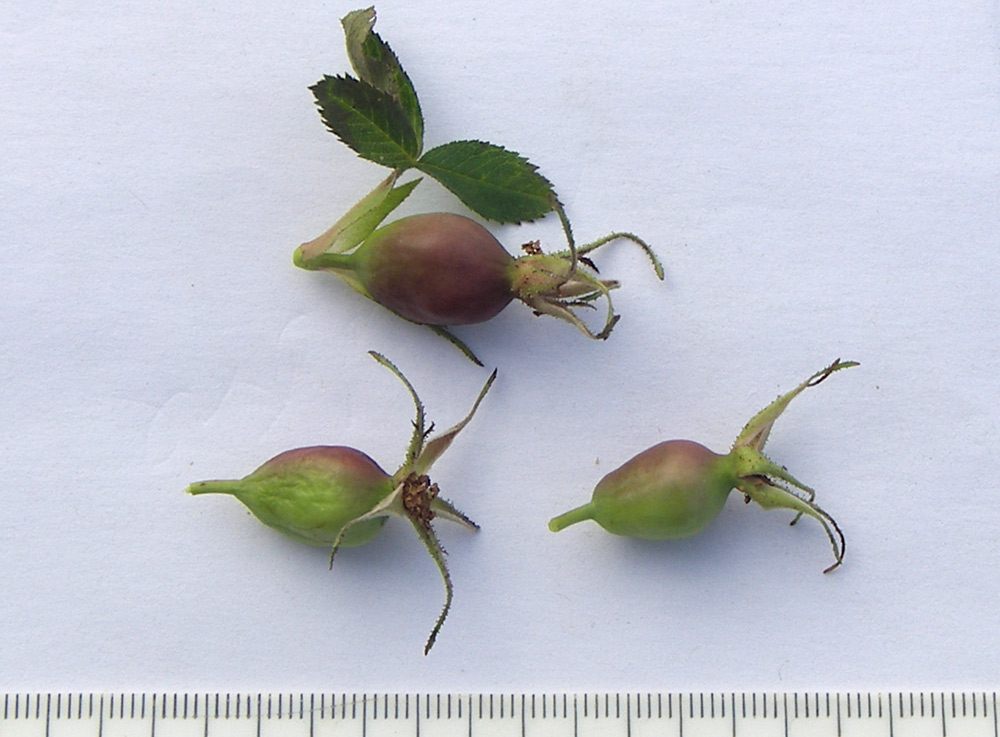 Image of Rosa rubiginosa specimen.