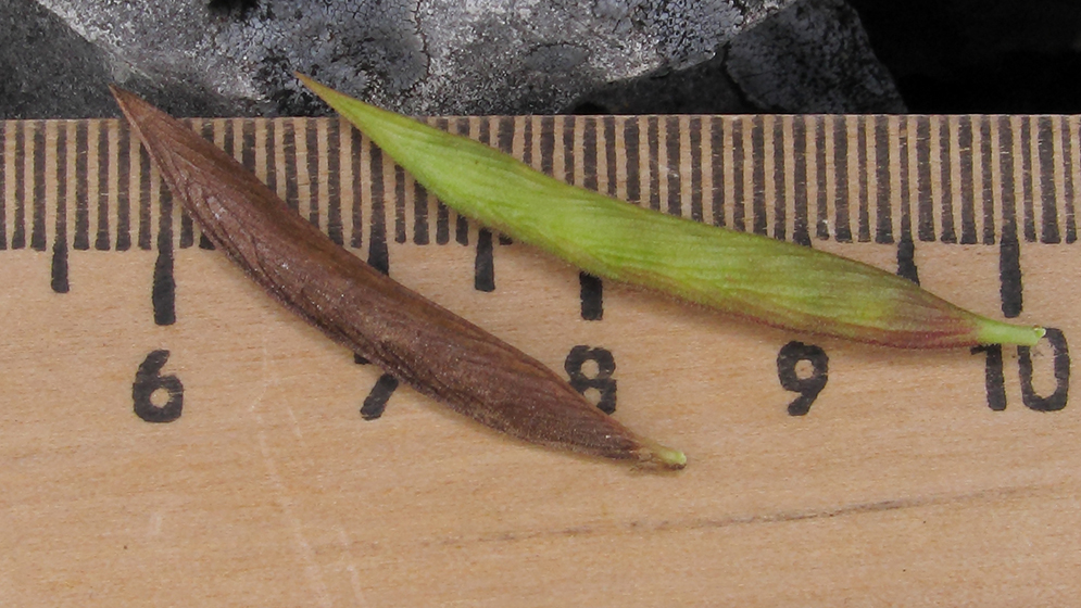 Image of Galega orientalis specimen.