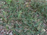 Persicaria minor