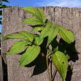 Sambucus manshurica. Верхушка побега. Амурская обл., Бурейский р-н, с. Виноградовка, в культуре. 16.07.2016.