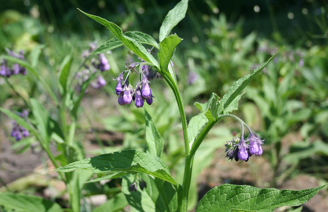 Изображение особи Symphytum officinale.