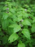 Mentha arvensis