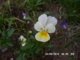 Viola arvensis Murray × Viola wittrockiana