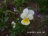 genus Viola. Цветок. Тверская обл., Весьегонск, сорничающее. 22 мая 2013 г.