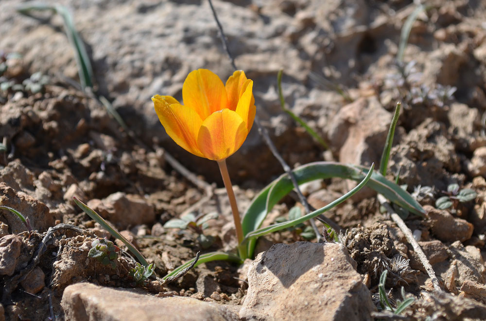 Image of Tulipa ostrowskiana specimen.