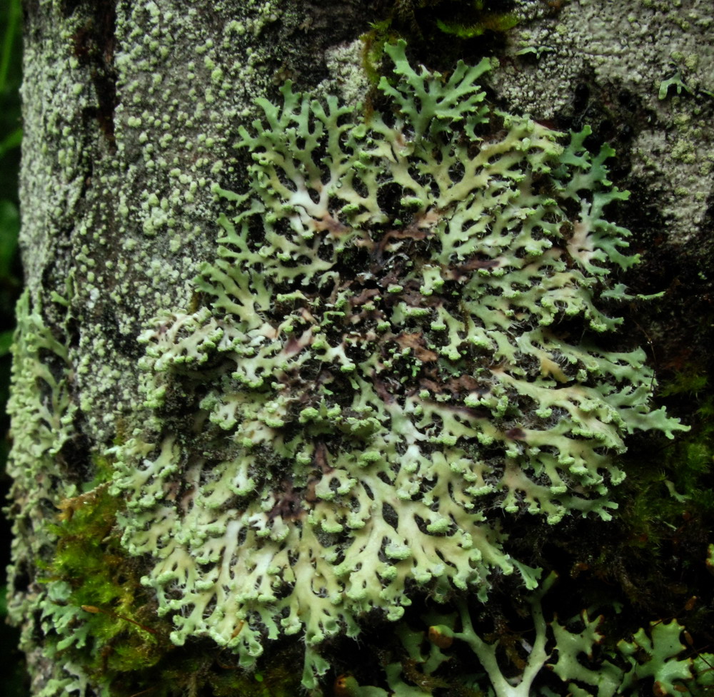 Изображение особи Heterodermia speciosa.