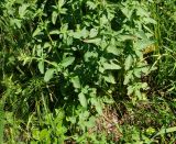 Origanum vulgare