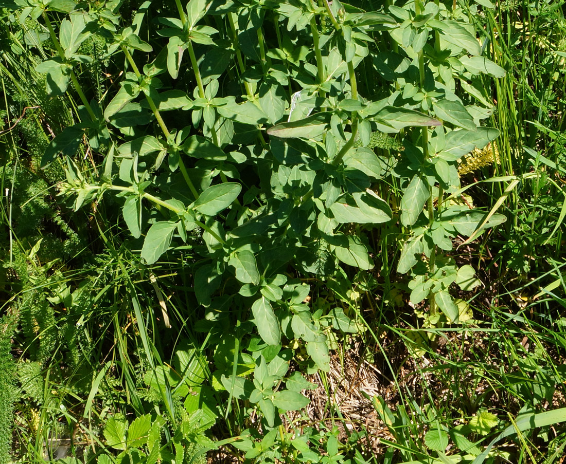 Image of Origanum vulgare specimen.