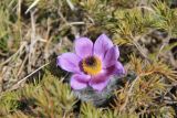 Pulsatilla taurica