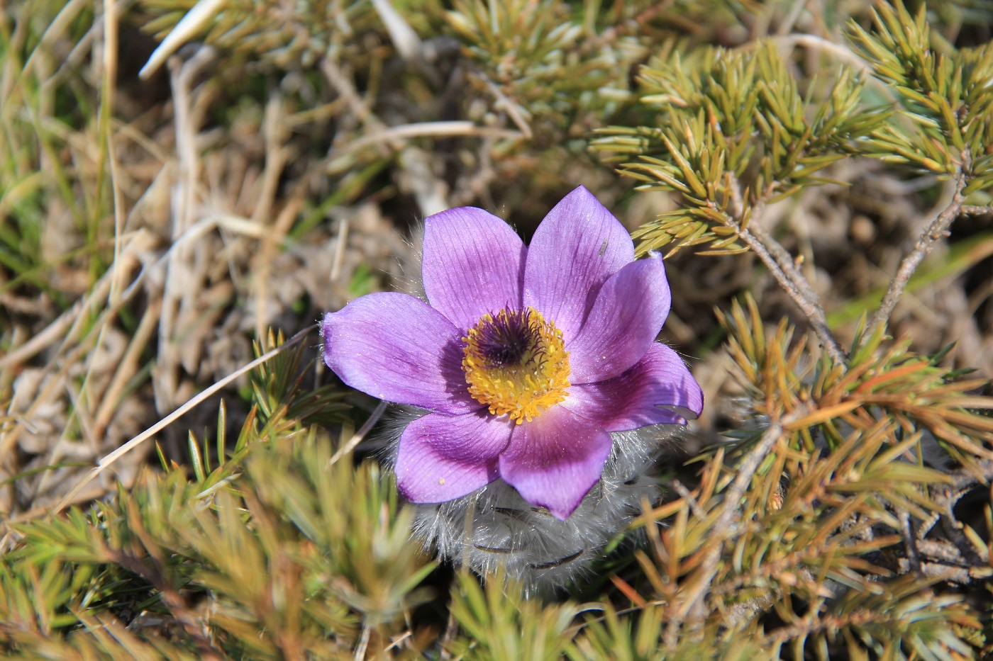 Изображение особи Pulsatilla taurica.