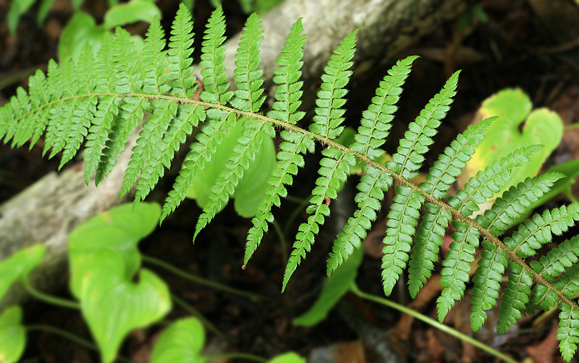 Изображение особи Polystichum braunii.