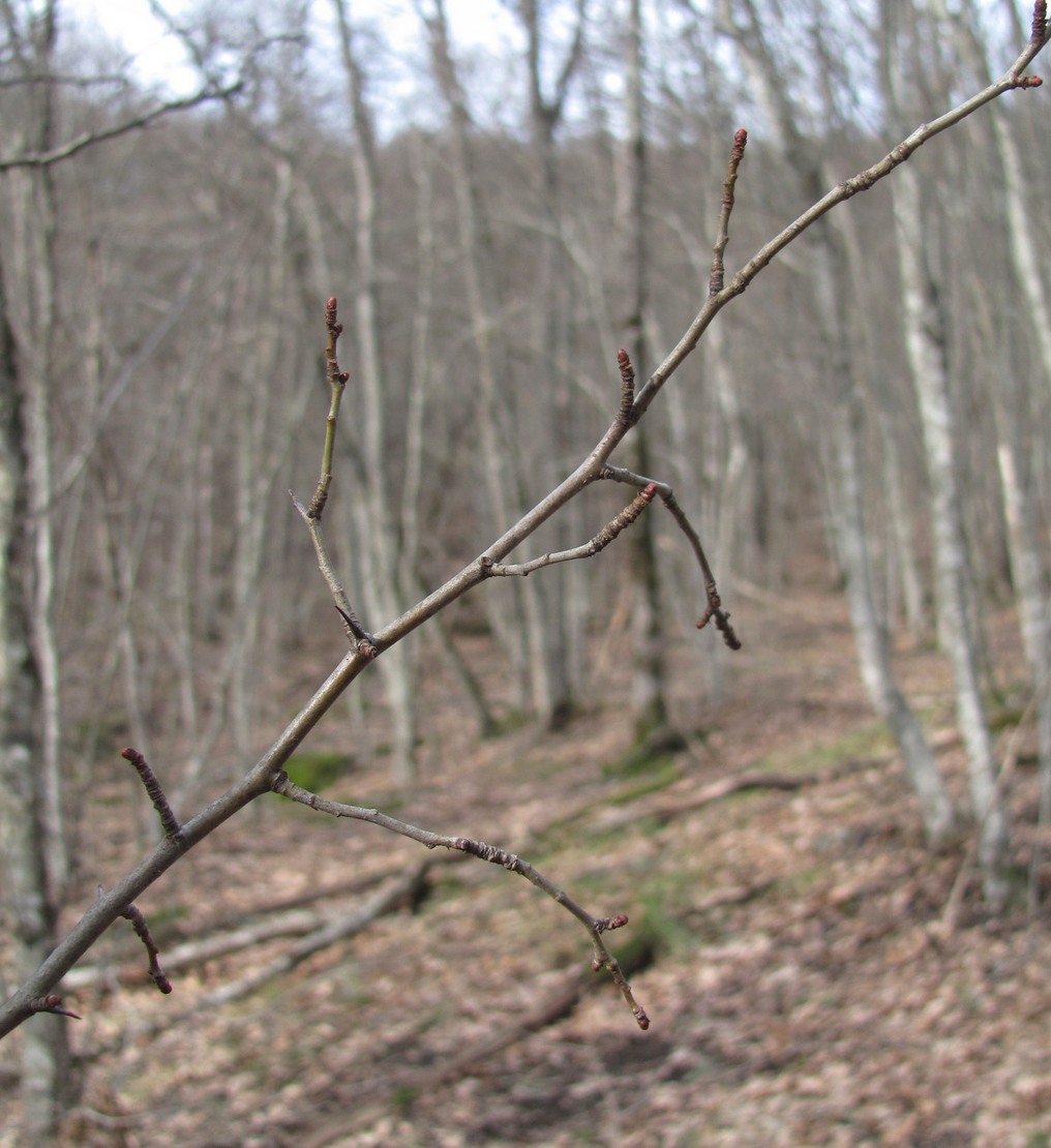 Изображение особи род Crataegus.