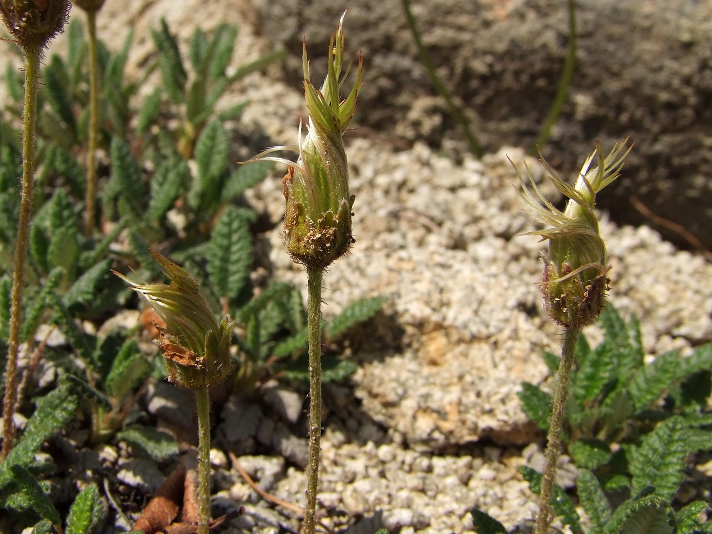 Изображение особи Dryas ajanensis.