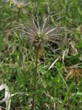 Pulsatilla vulgaris. Верхушка цветоноса с плодом. ФРГ, земля Северный Рейн-Вестфалия, р-н Ойскирхен, окр. г. Бланкенхайм, луговой склон. 28 мая 2010 г.