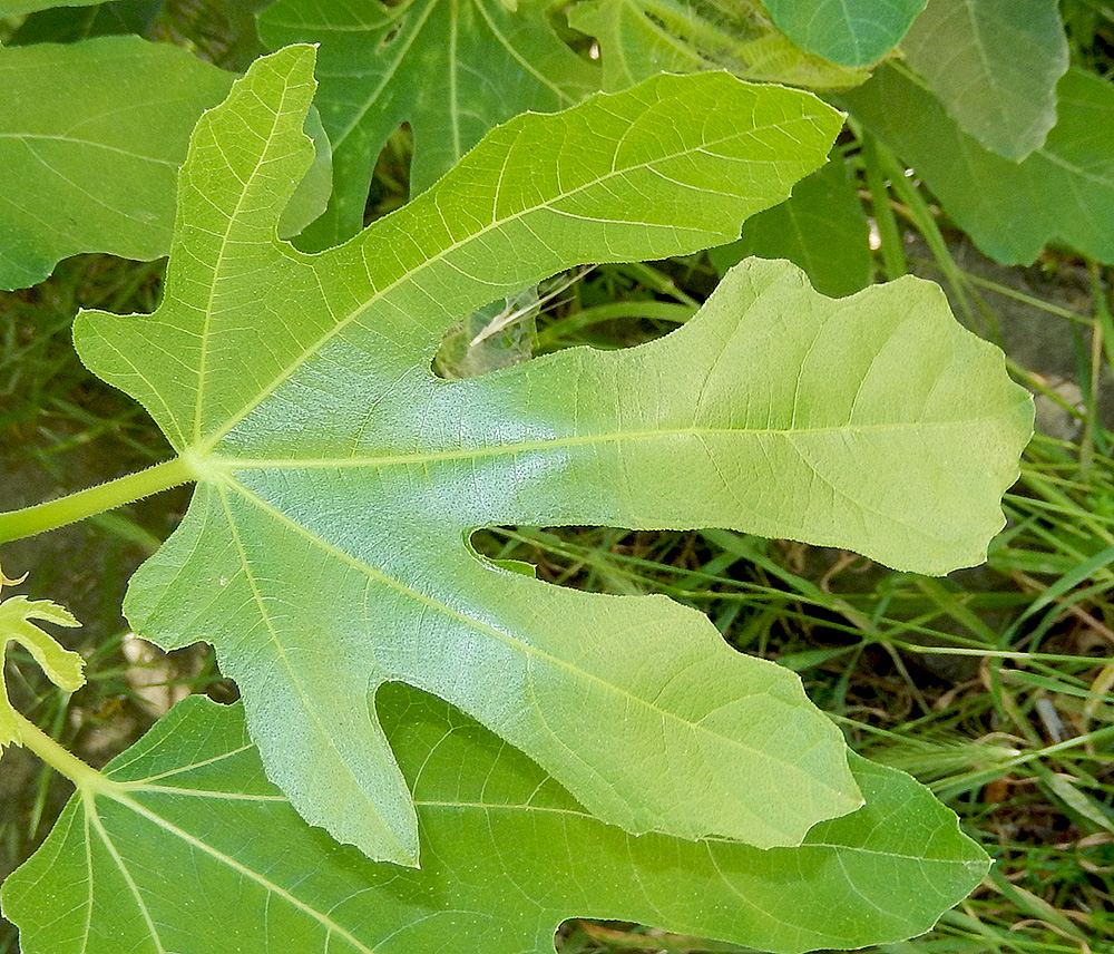 Изображение особи Ficus carica.