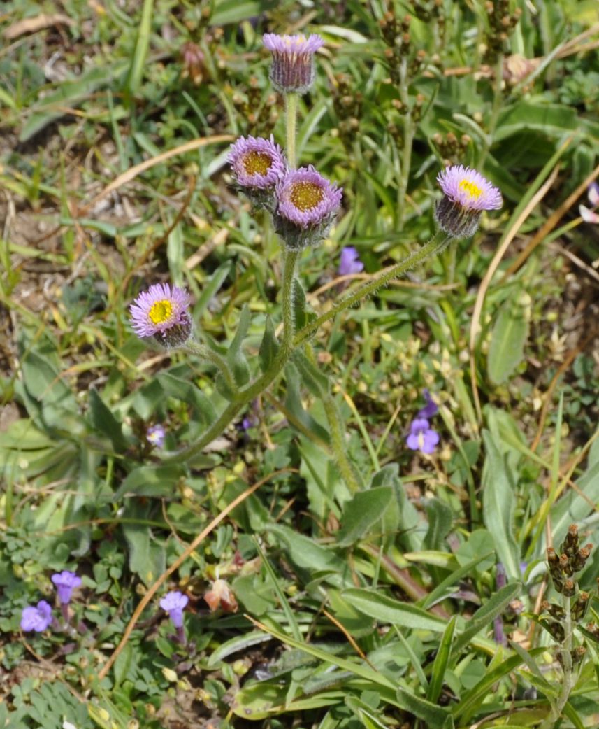 Image of Erigeron atticus specimen.