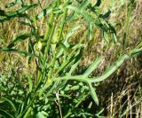 Centaurea scabiosa. Листья в средней части побега. Республика Мордовия, Большеберезниковский р-н, окр. с. Вейсэ, открытый склон с выходами мергелисто-меловых пород. 5 августа 2016 г.