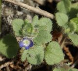 Veronica triloba