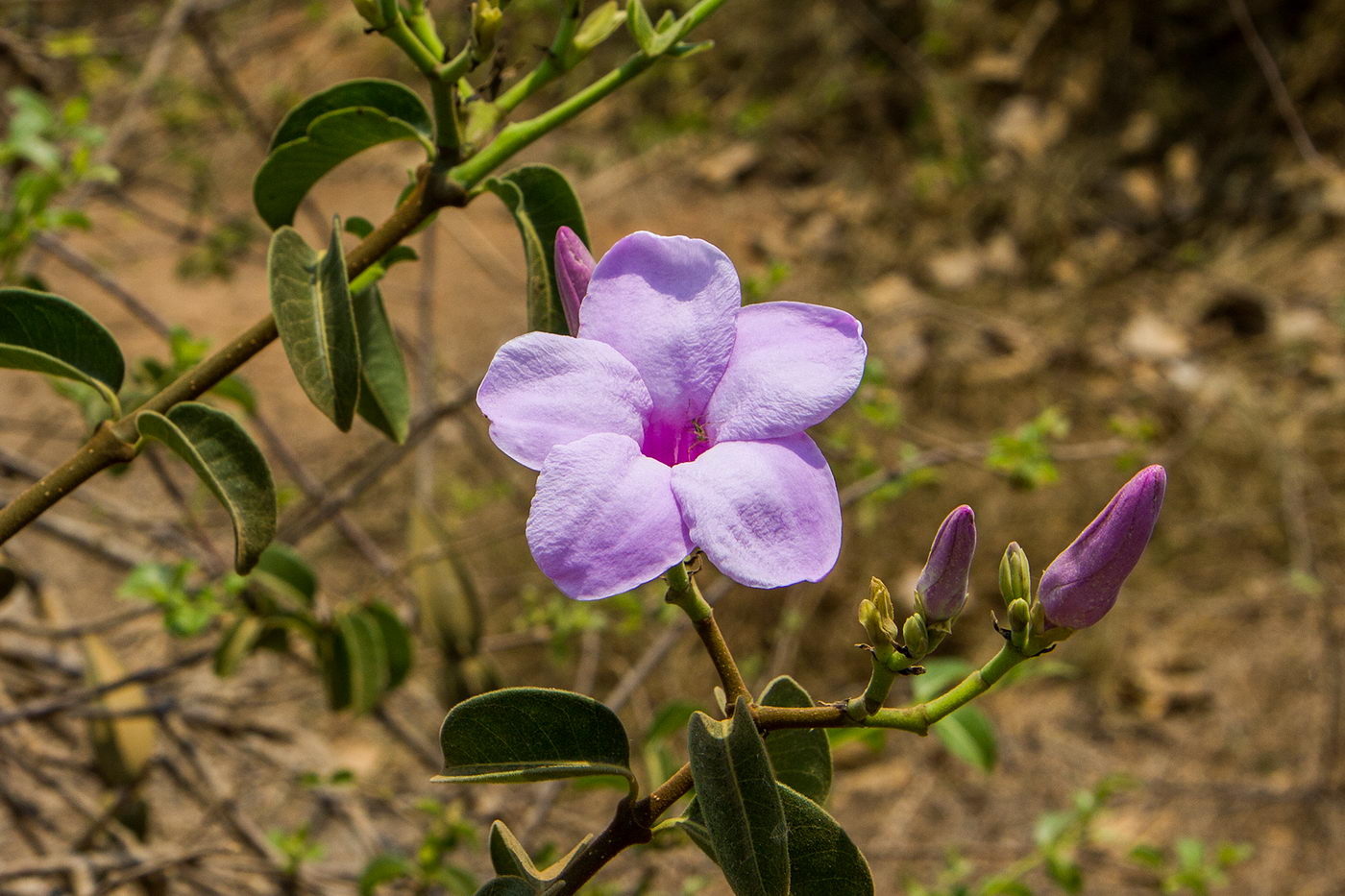 Image of Cryptostegia grandiflora specimen.