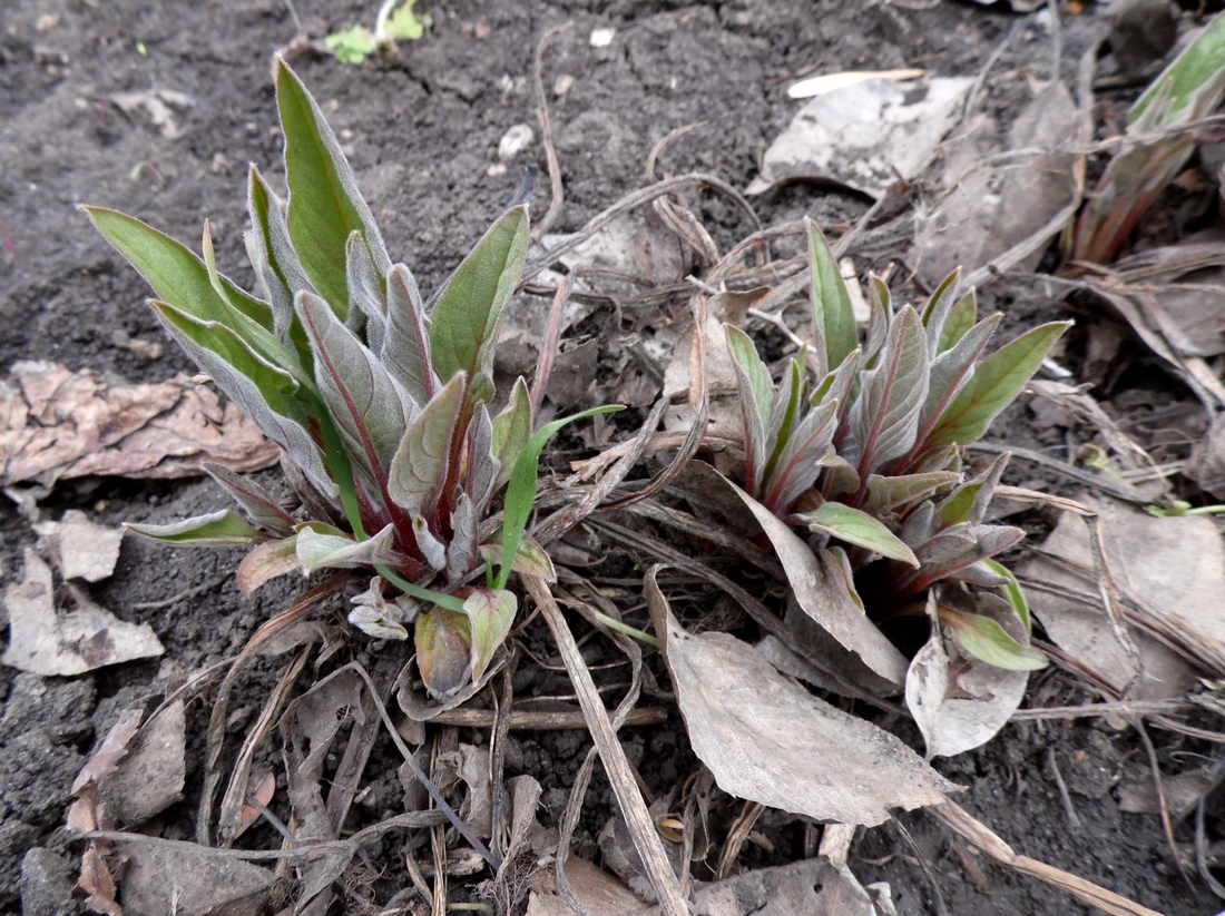 Image of Cynoglossum officinale specimen.