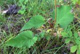 Doellingeria scabra. Нижняя часть побега. Амурская обл., Бурейский р-н, окр. с. Виноградовка, опушка дубового леса. 28.07.2016.