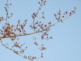 Populus suaveolens. Ветка с мужскими соцветиями. Магаданская обл., окр. г. Магадан, пос. Снежная Долина, бассейн р. Дукча, пойменный лес. 27.05.2012.