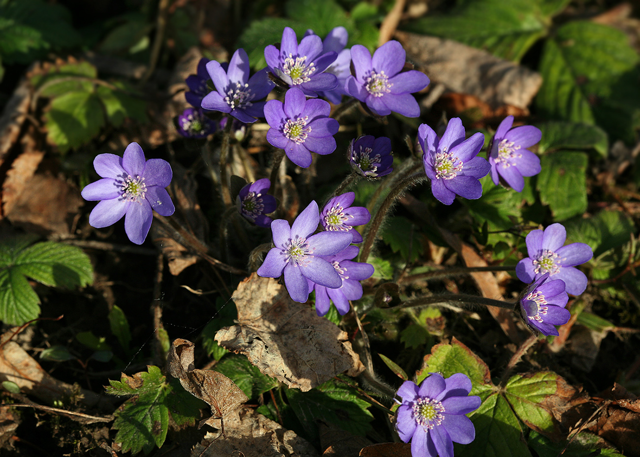 Image of Hepatica nobilis specimen.