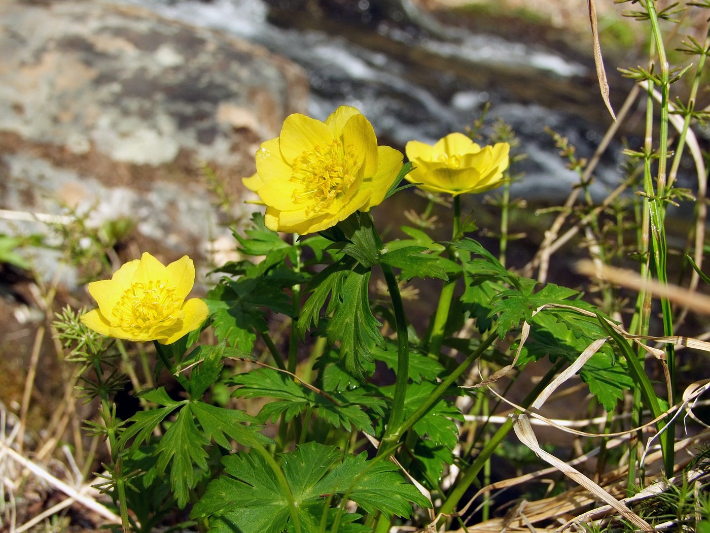 Изображение особи Trollius membranostylis.