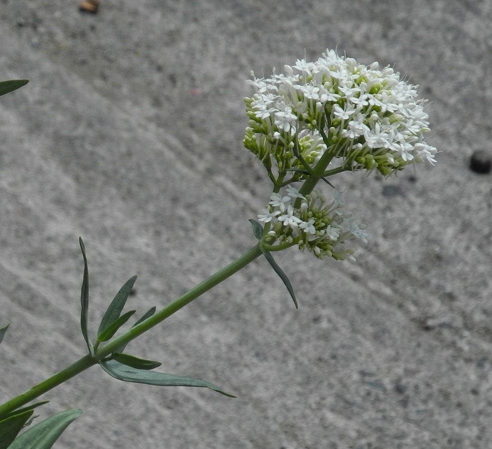 Image of Centranthus ruber specimen.