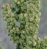 Rumex cristatus. Часть соплодия. Греция, Халкидики, окр. с. Неа Потидеа (Νέα Ποτίδαια), край оливкового сада. 21.05.2017.