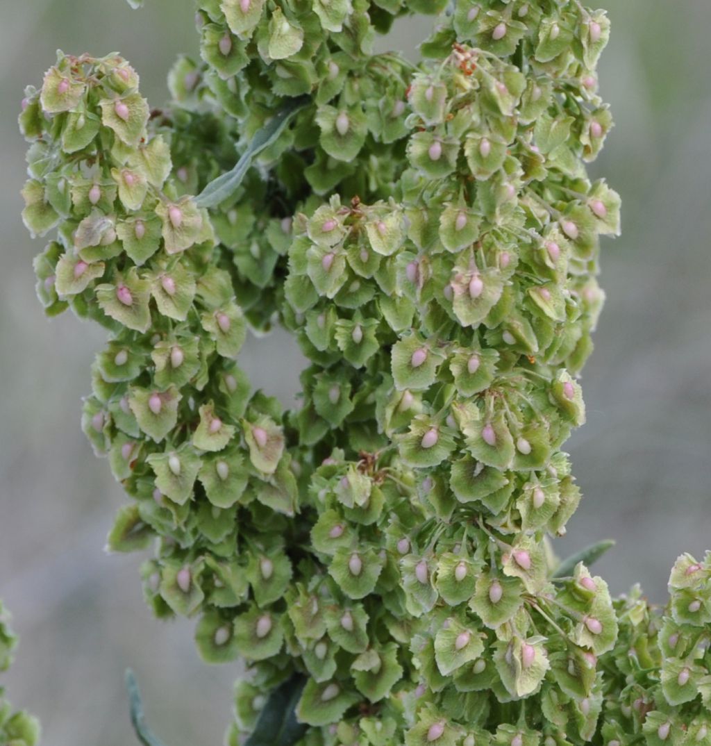 Image of Rumex cristatus specimen.