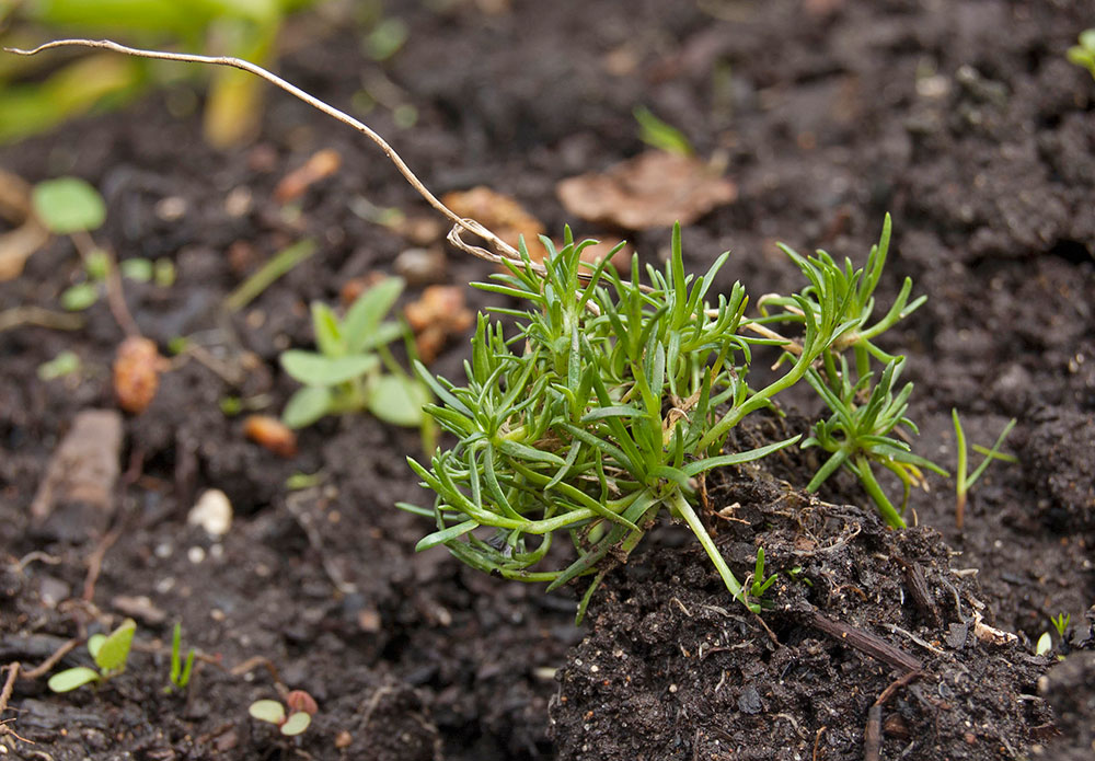 Изображение особи Sagina procumbens.