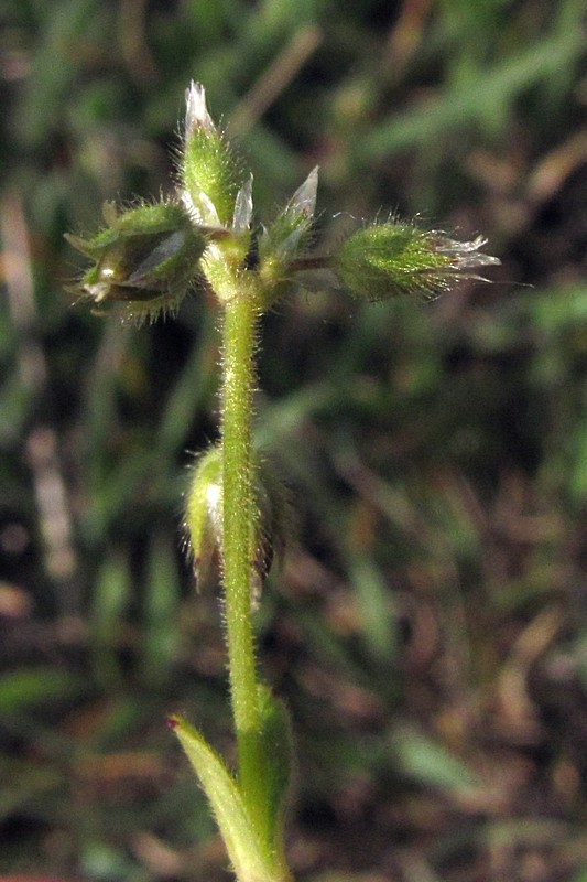 Image of Cerastium semidecandrum specimen.