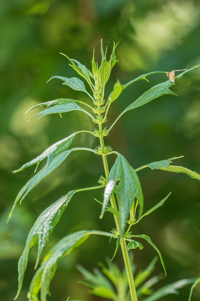 Изображение особи Leonurus glaucescens.