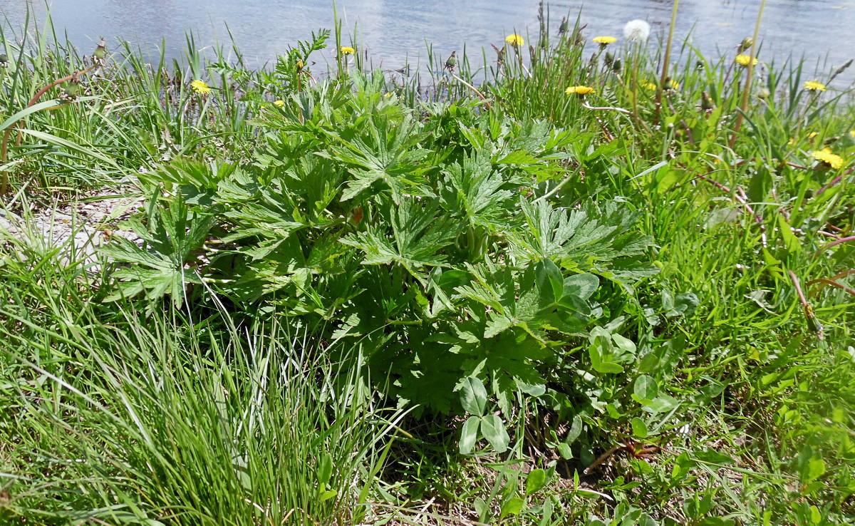 Image of Geranium pratense specimen.