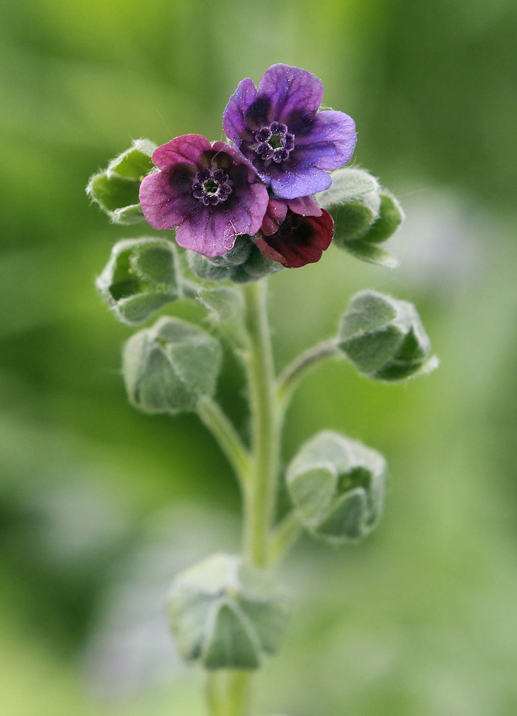 Image of Cynoglossum officinale specimen.