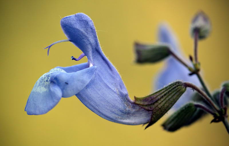 Image of Salvia ringens specimen.