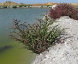 Salicornia perennans