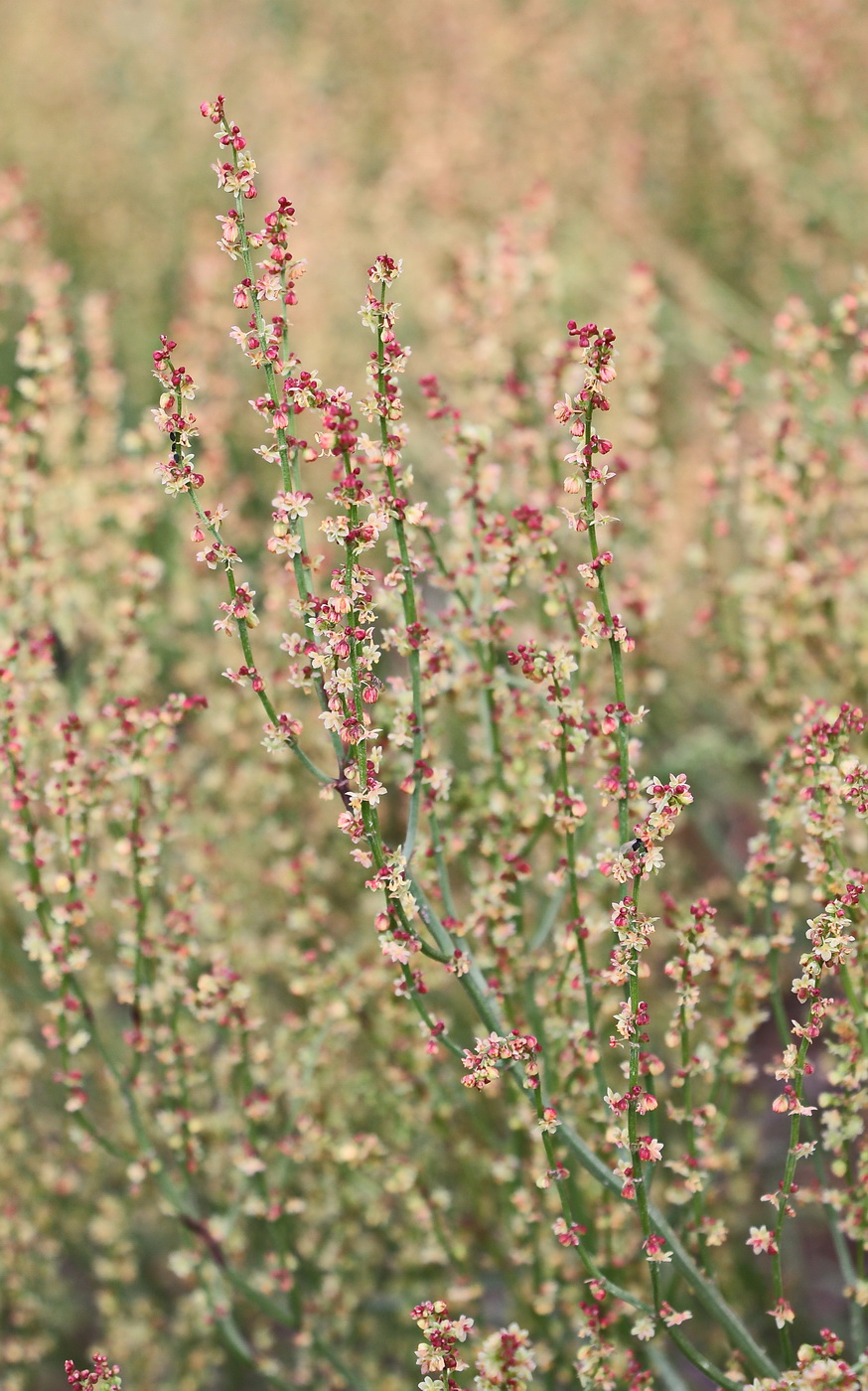 Изображение особи Rumex acetosella.