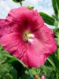 Alcea rosea