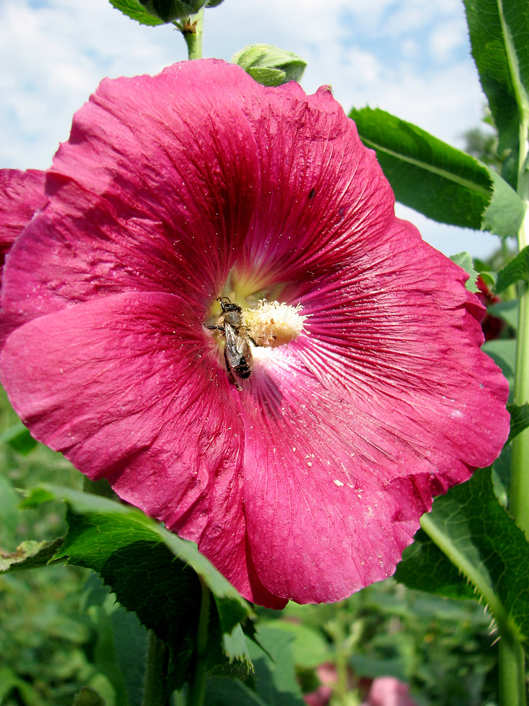 Image of Alcea rosea specimen.