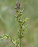 Смотреть изображение Poterium sanguisorba