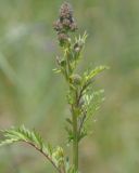 Poterium sanguisorba