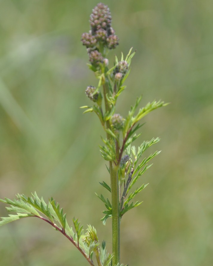 Image of Poterium sanguisorba specimen.